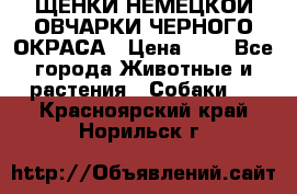 ЩЕНКИ НЕМЕЦКОЙ ОВЧАРКИ ЧЕРНОГО ОКРАСА › Цена ­ 1 - Все города Животные и растения » Собаки   . Красноярский край,Норильск г.